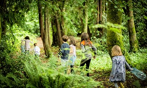 Woodland walking events in the Slieve Blooms